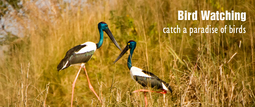 bird watching in bardia