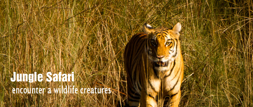 jungle safari in bardia