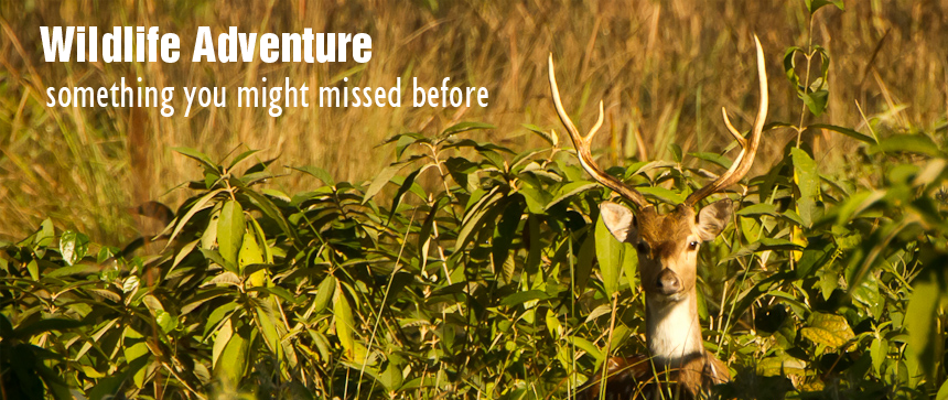 wildlife adventure in bardia