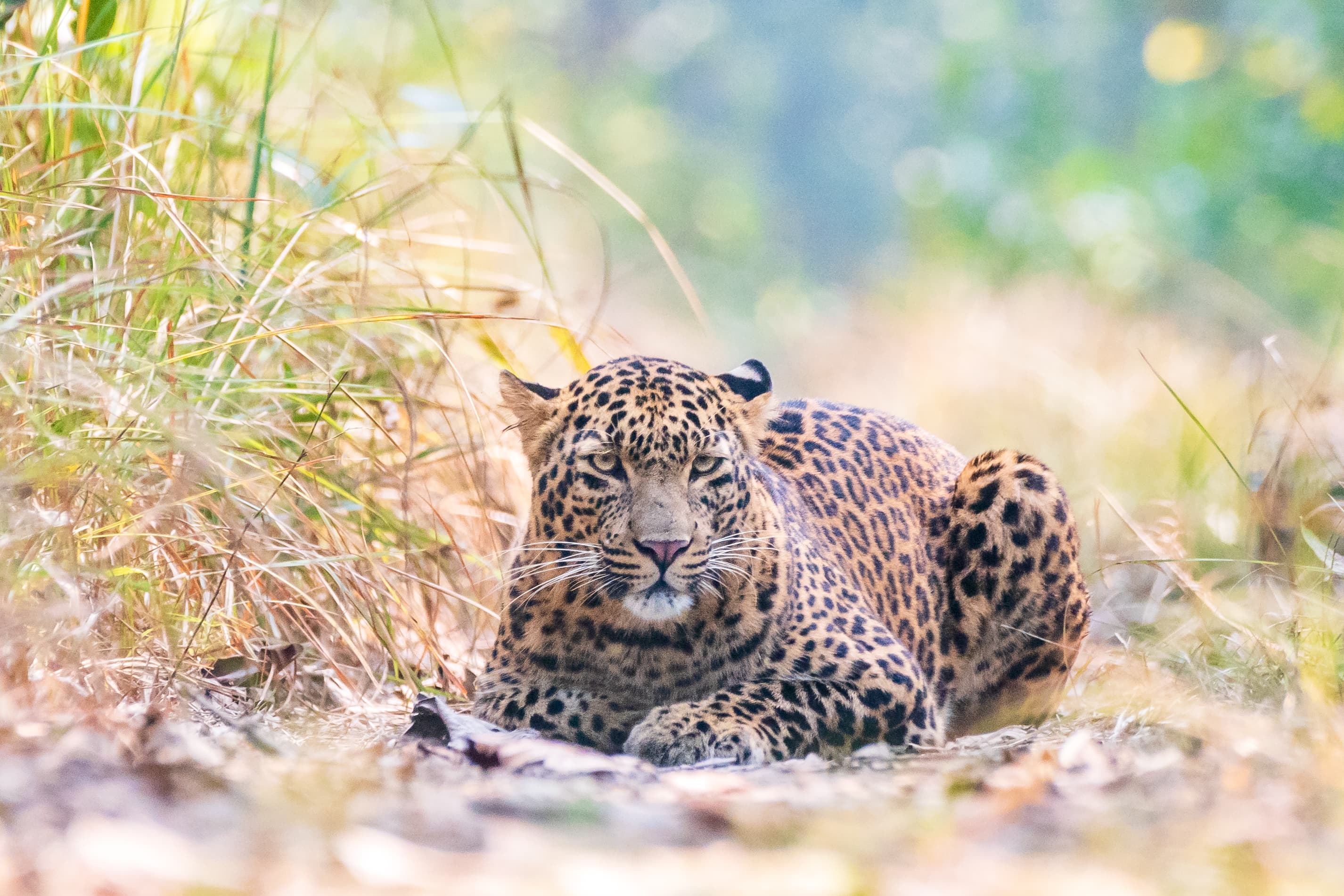 Wildlife Photography Tour