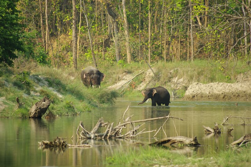 Elephants in Bardia National Park