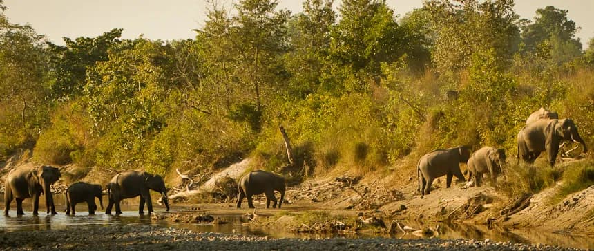 Elephants in jungle