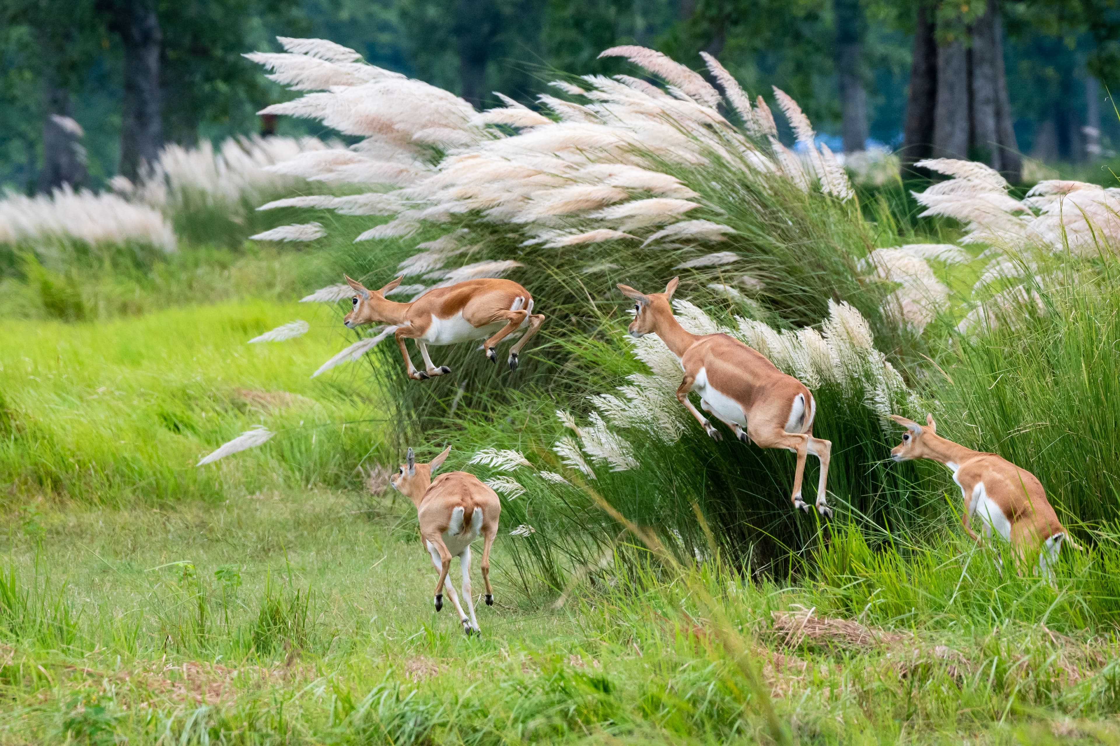 Jungle Discovery package