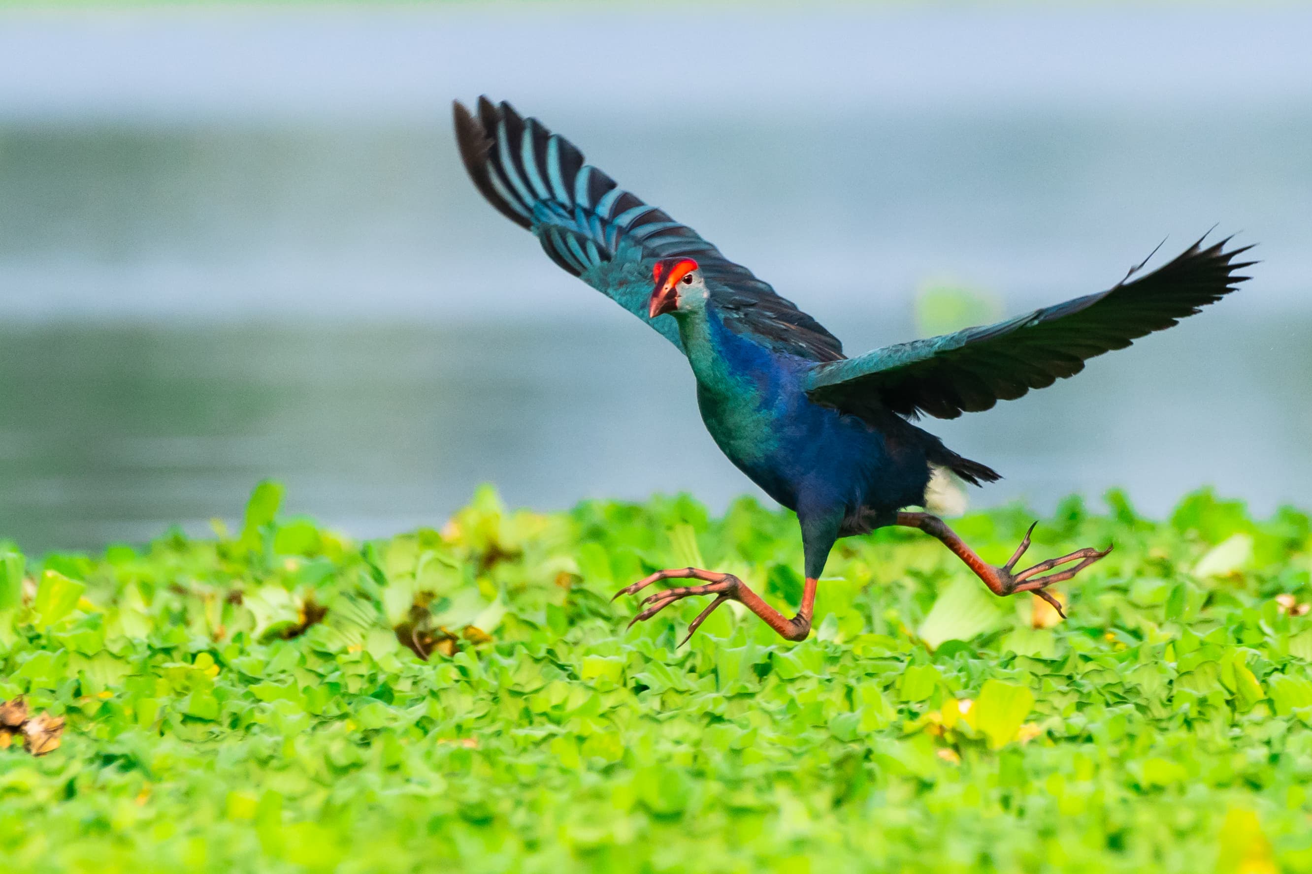 Bird Watching Tour