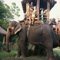 elephant_safari