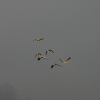 flying-birds